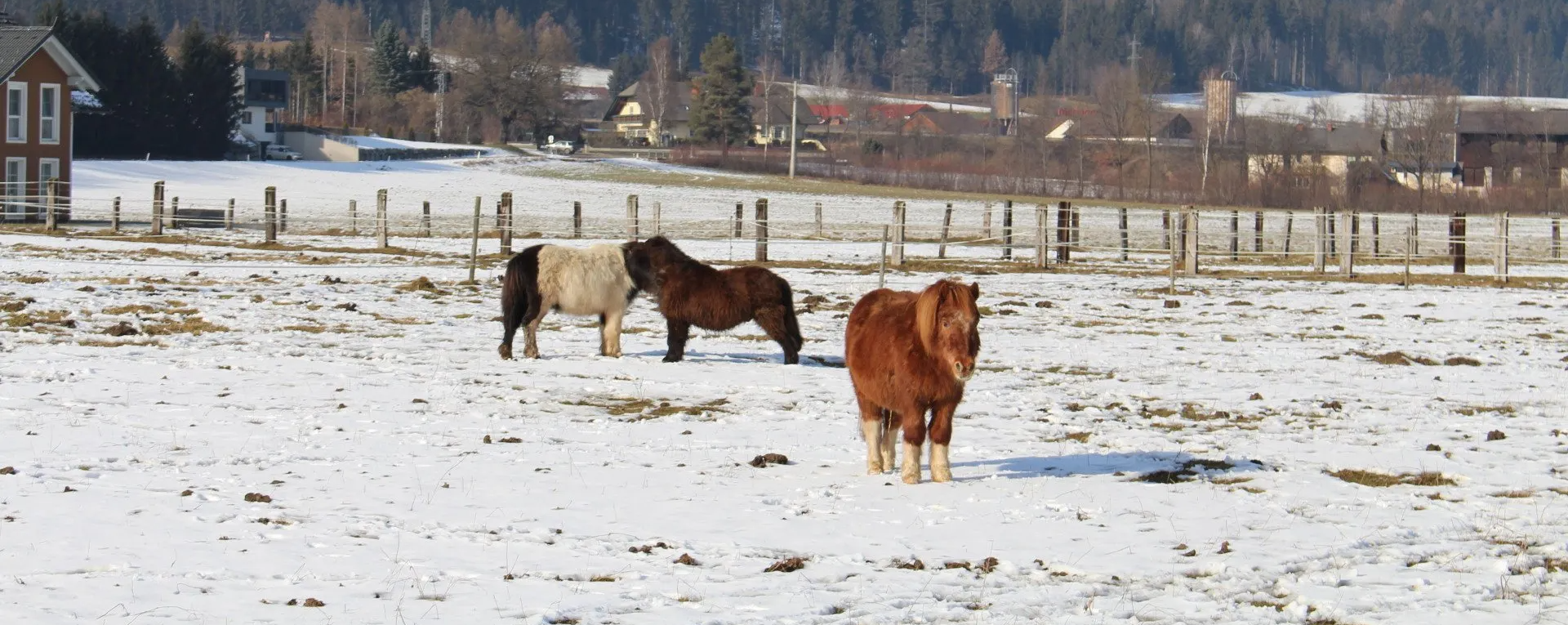 Gnadenhof Ponies auf der verschneiten Weide