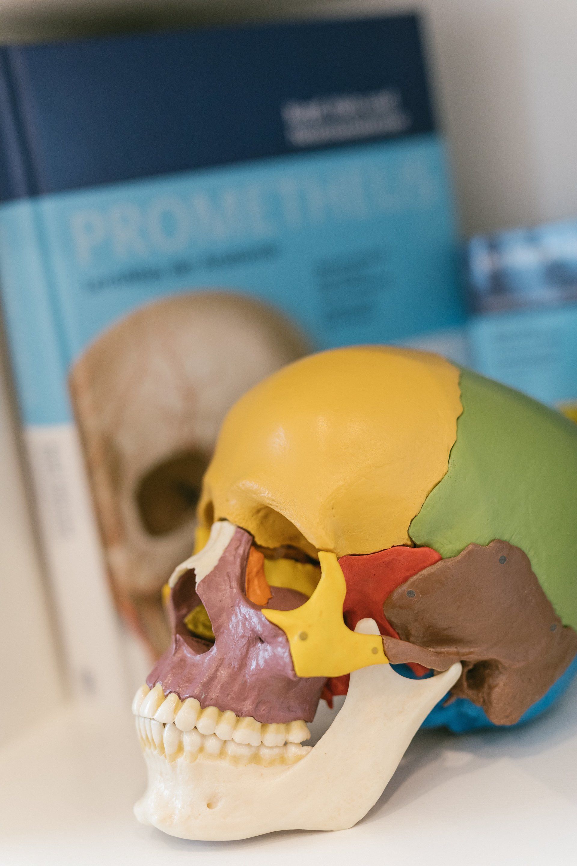 Skull model and craniosacral effect