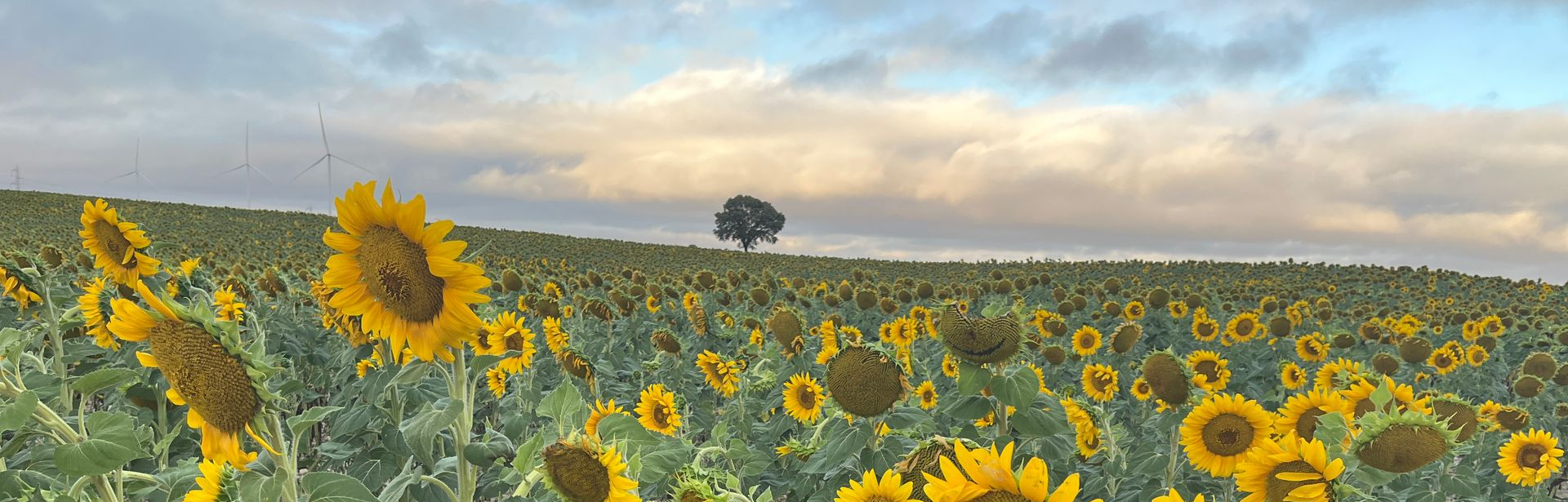 Alexandra Brand, Familien Coaching, Familienaufstellungen, CranioSacral, Meditation, OSHO