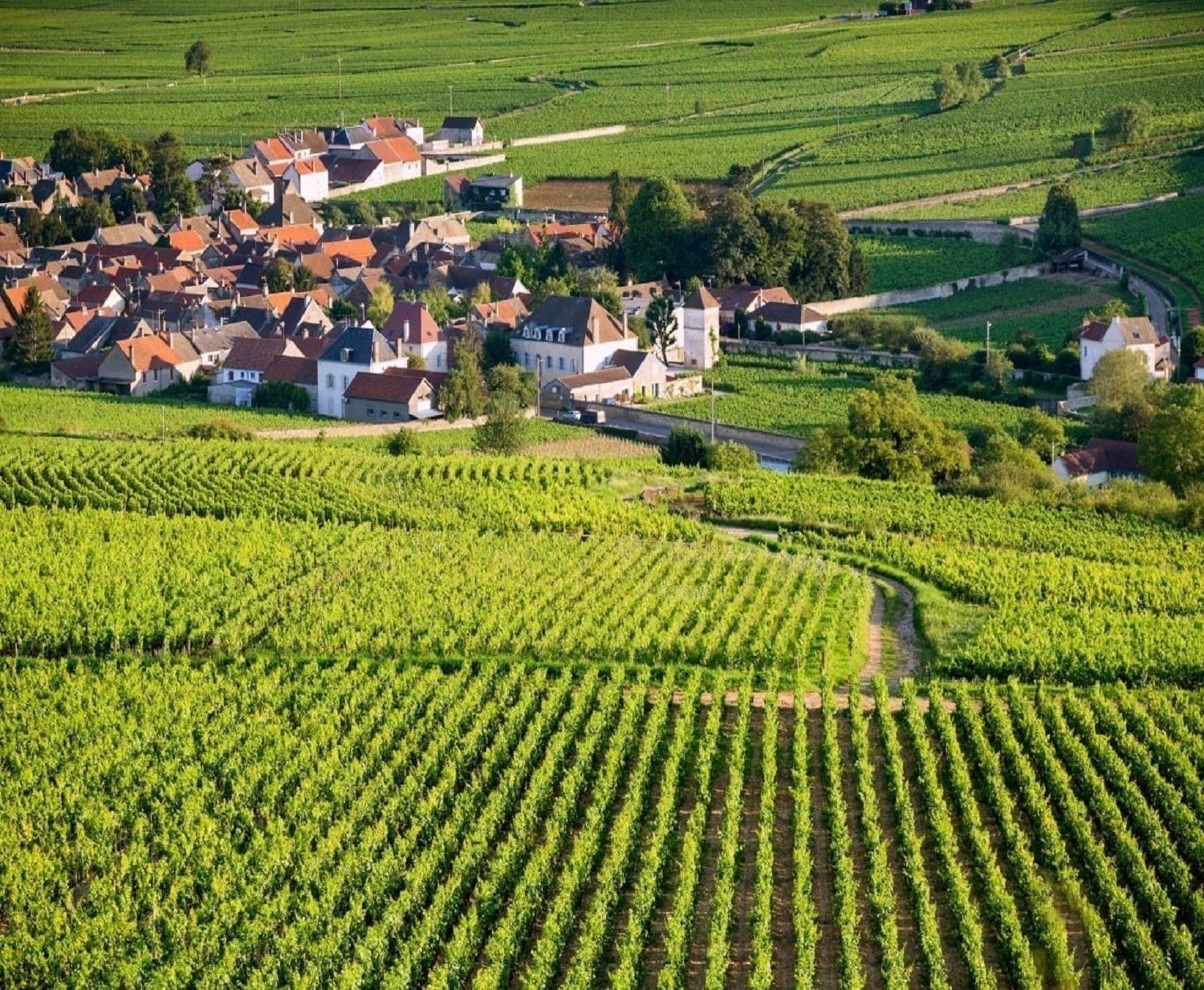 Dégustation thématique  - Chassagne-Montrachet
