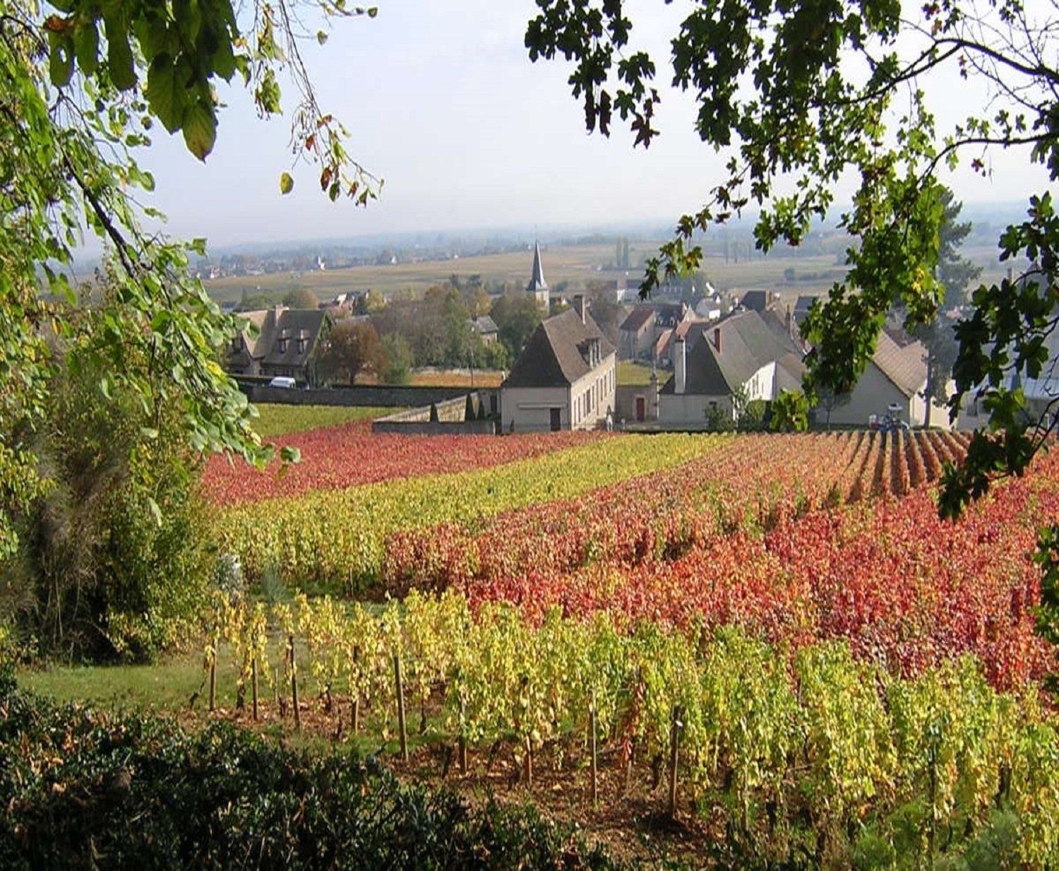 Dégustation thématique - Puligny-Montrachet