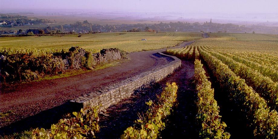 Dégustation thématique - Meursault