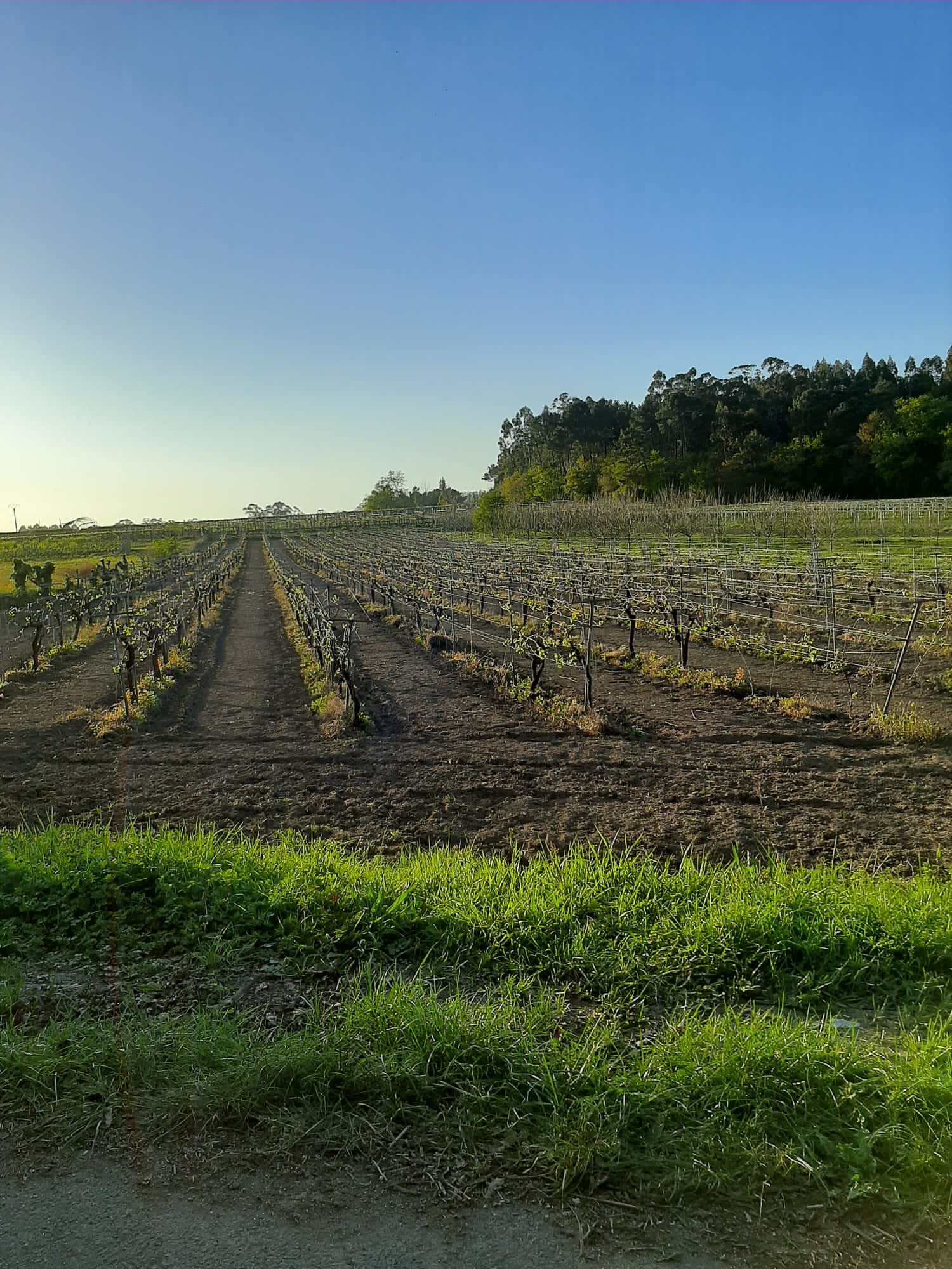 Viñedo Prado de la Fuente
