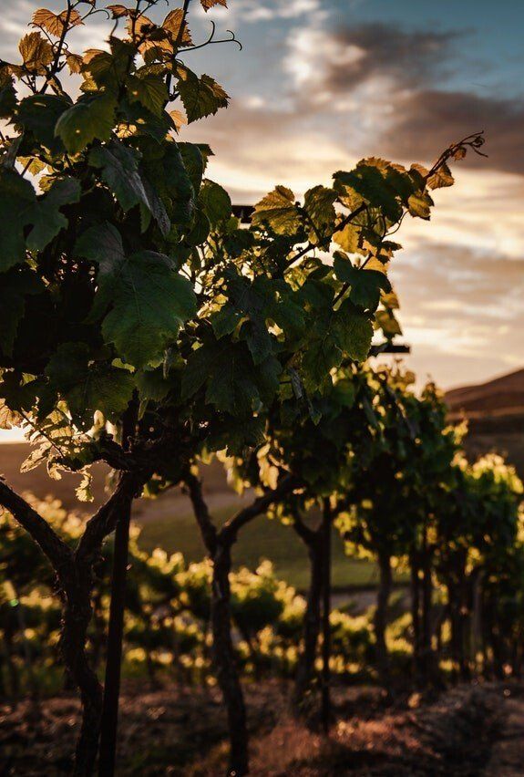 Cepas Vino Pazo de la Pedreira