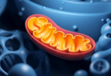 Mitochondrie Mitochondrie