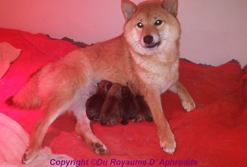 Chiots Shiba Inu-Du Royaume D'Aphrodite