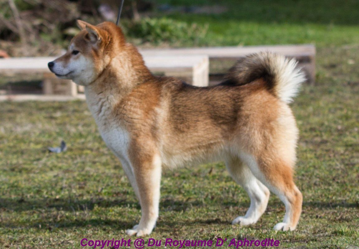 Elevage Shiba Inu-Du Royaume D'Aphrodite