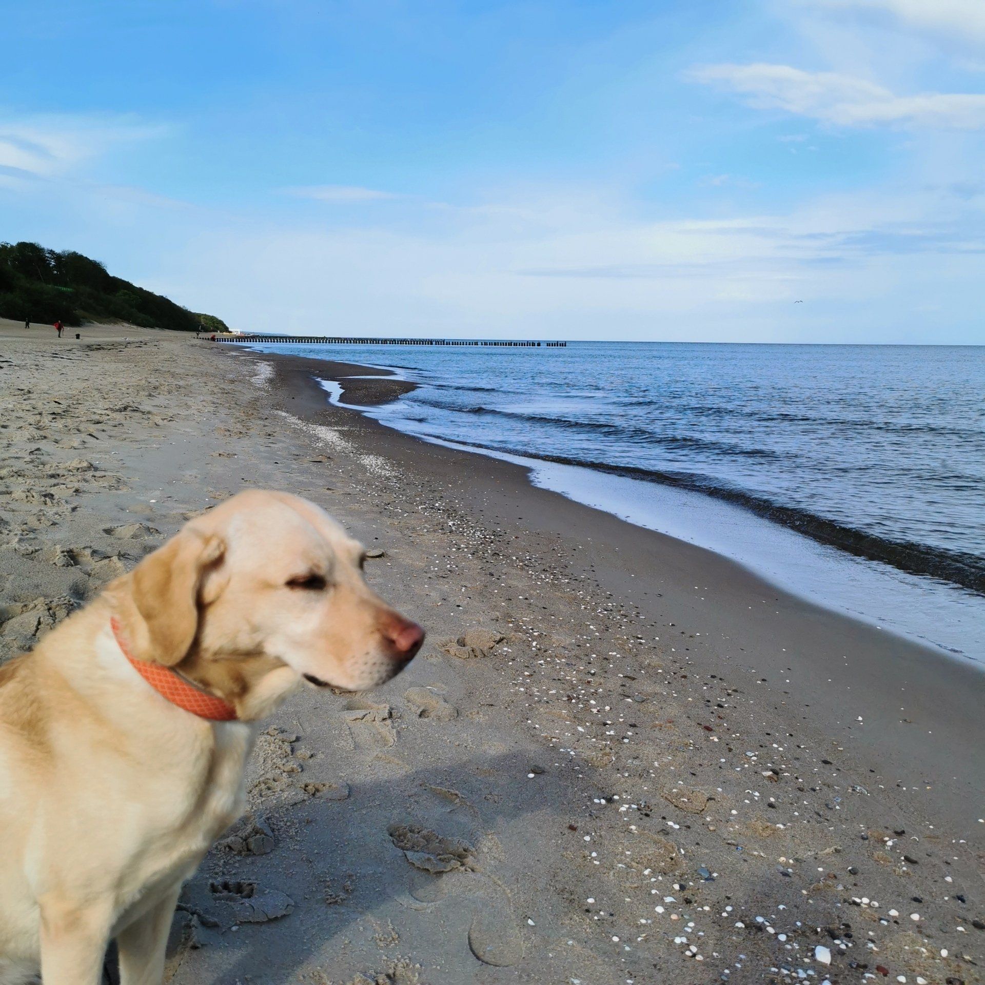 Hund am Strand in Rewal