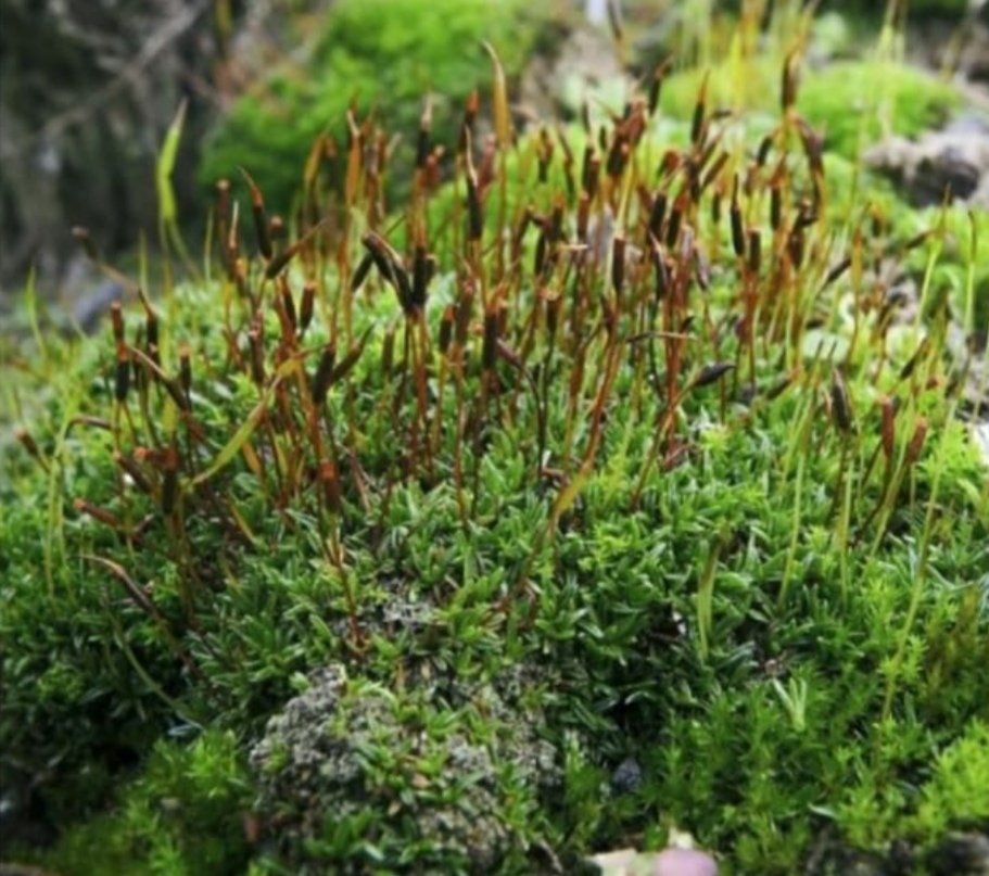 ALOE MOOS - das Beauty-Geheimnis des Waldes