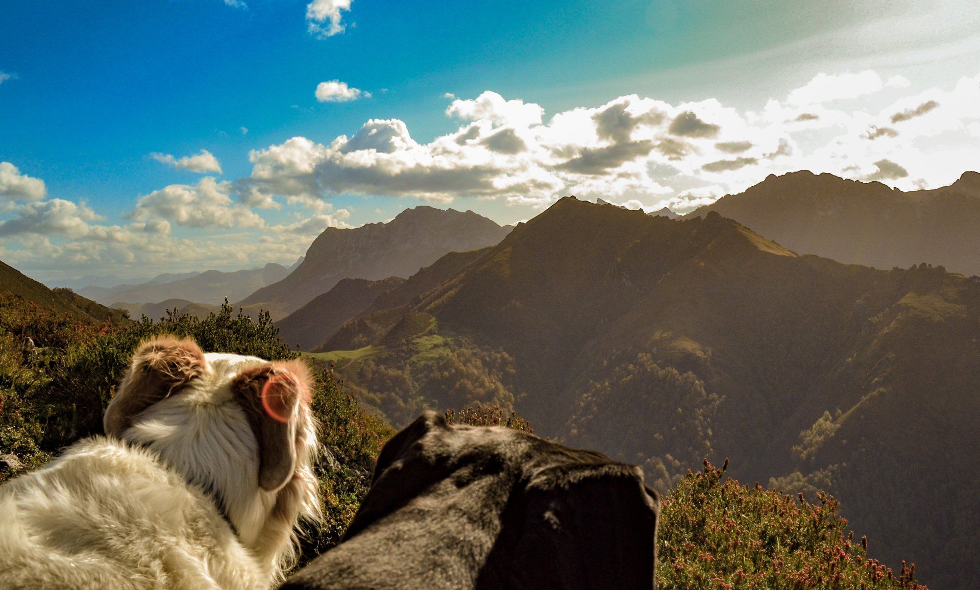 rutas en piloña con perros