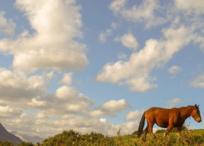 fiesta del asturcon asturias