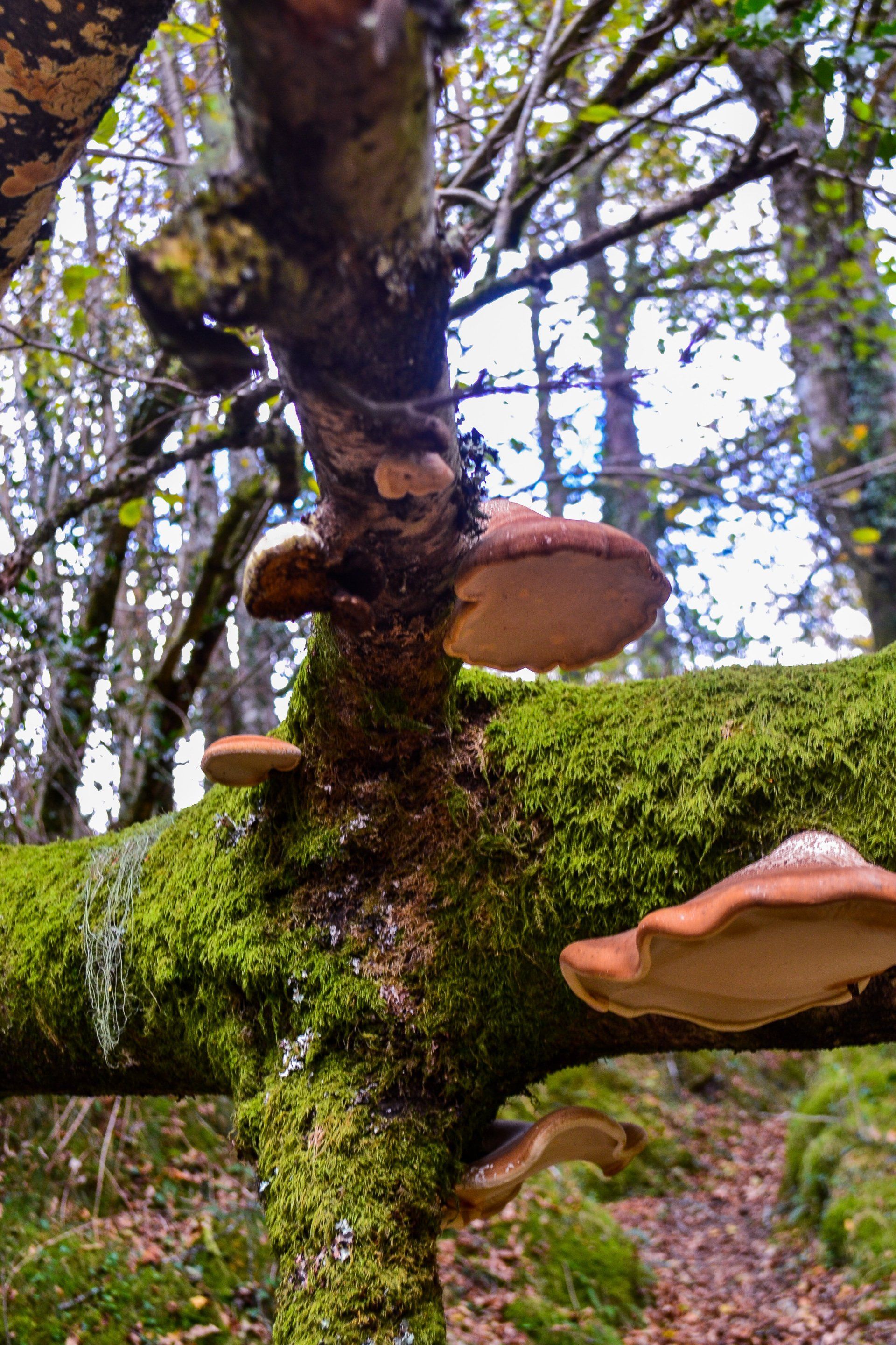 finca la naguada alrededores