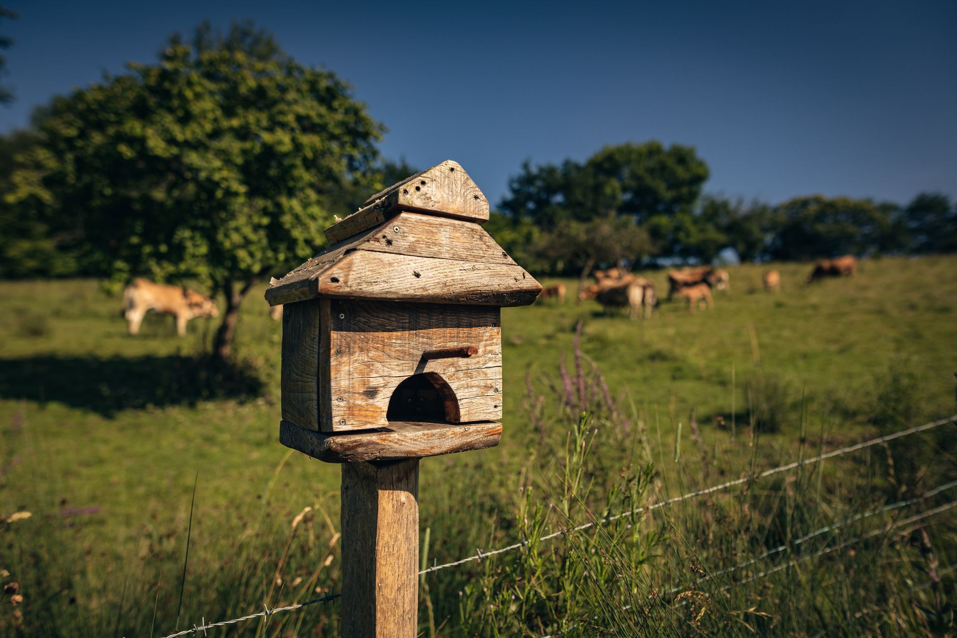 casita de pajaros vacas prado finca la naguada