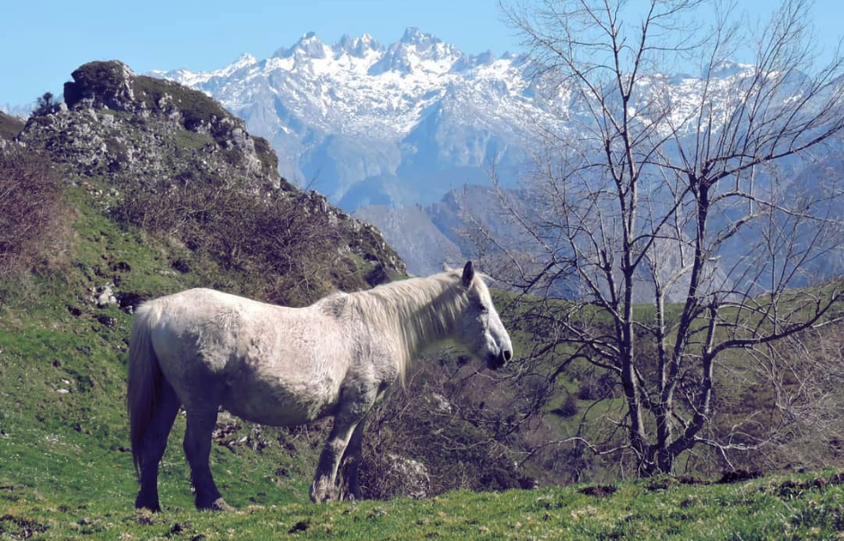 asturcon sueve picos de europa