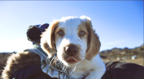 casa rural que se admiten perros