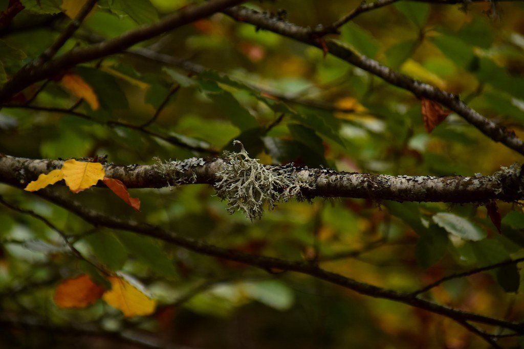 hayedo de montejo de la sierra