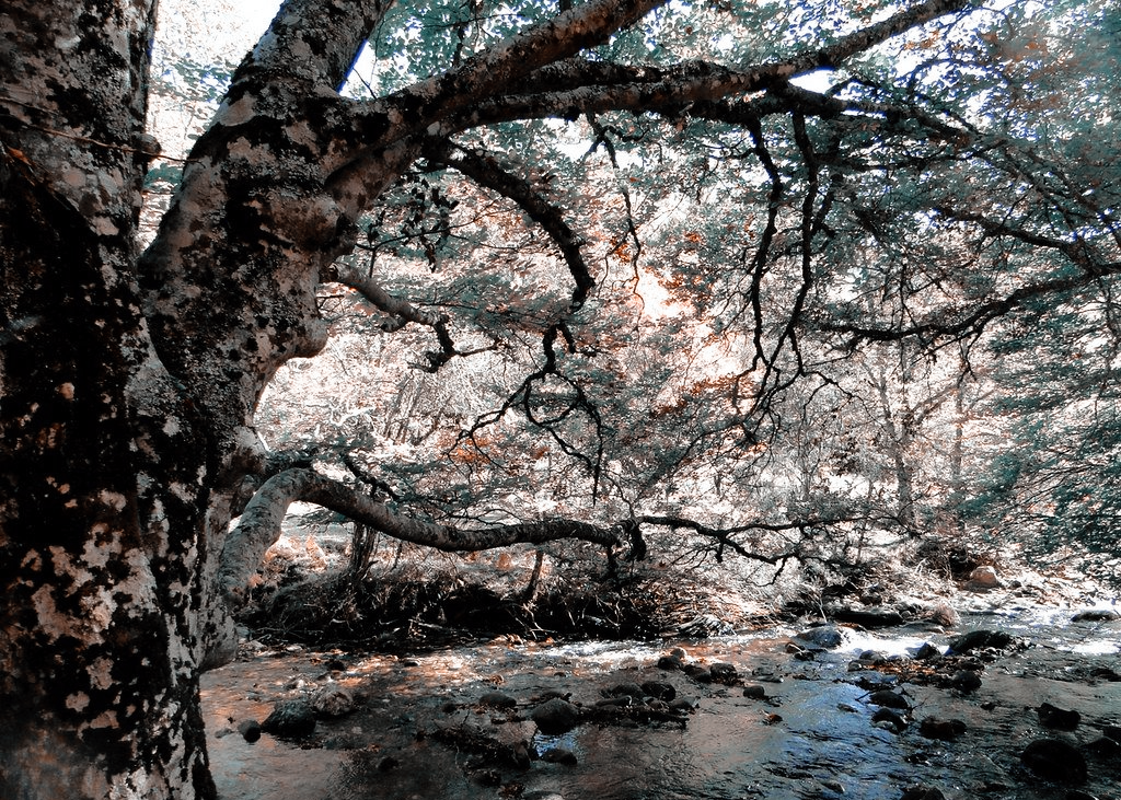 rutas por el hayedo de montejo de la sierra