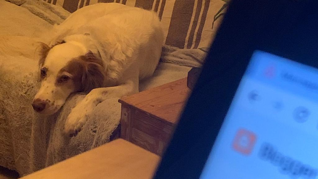 alojamiento rural que se admiten perros