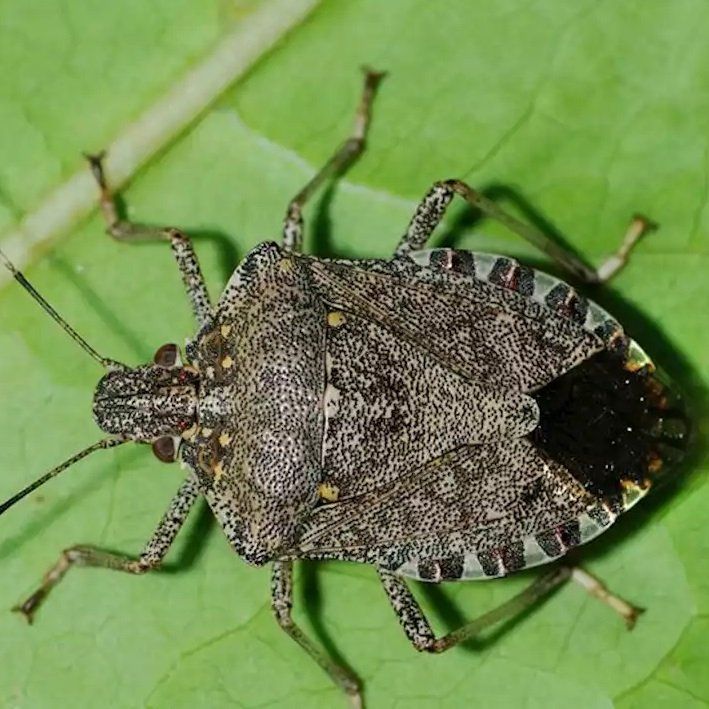 Fumigaciones a buen precio Barcelona fumigar-chinches-precio