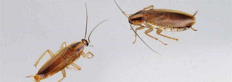 Fumigar cucarachas Barcelona fumigar-cucarachas-barcelona