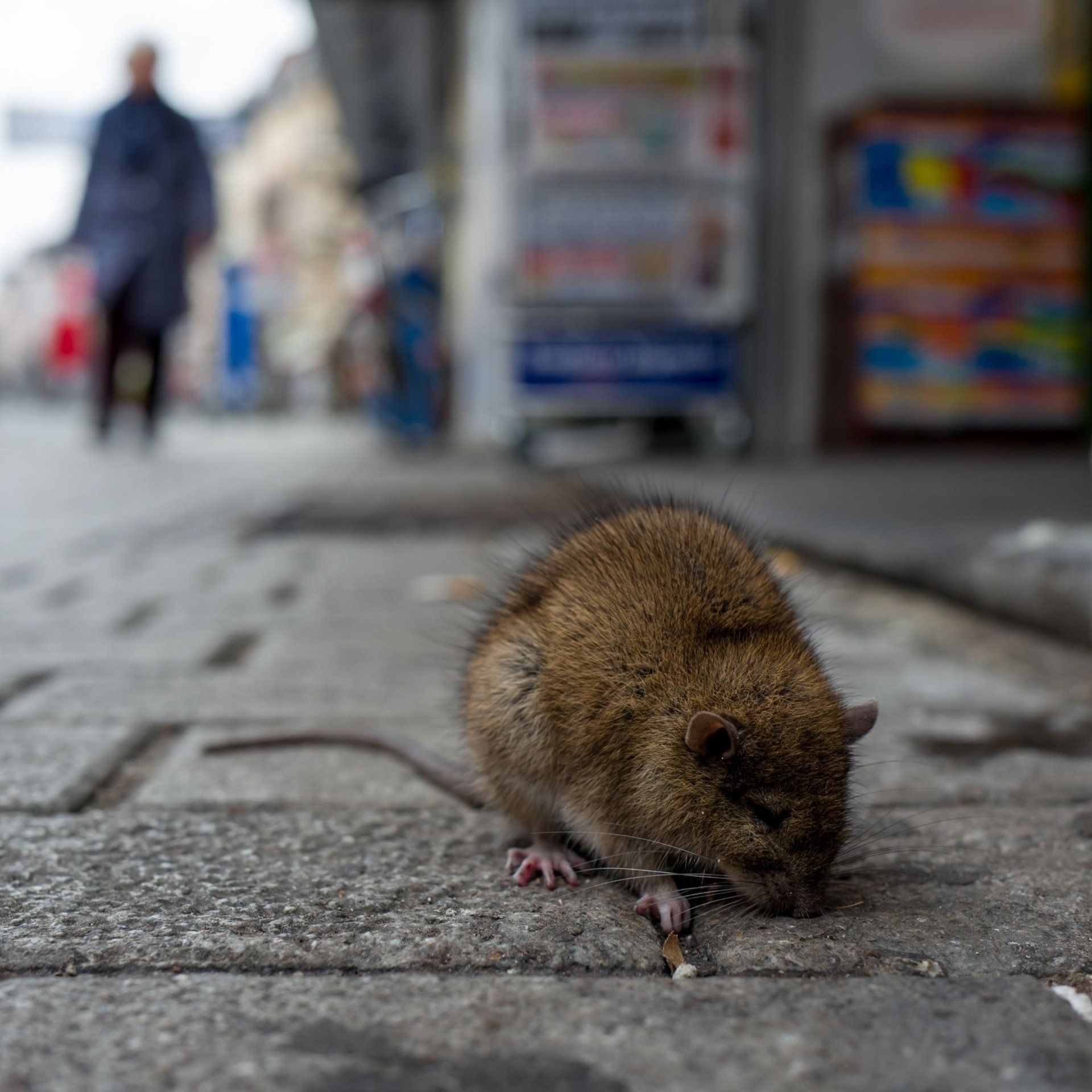 empresa-eliminacion-ratas