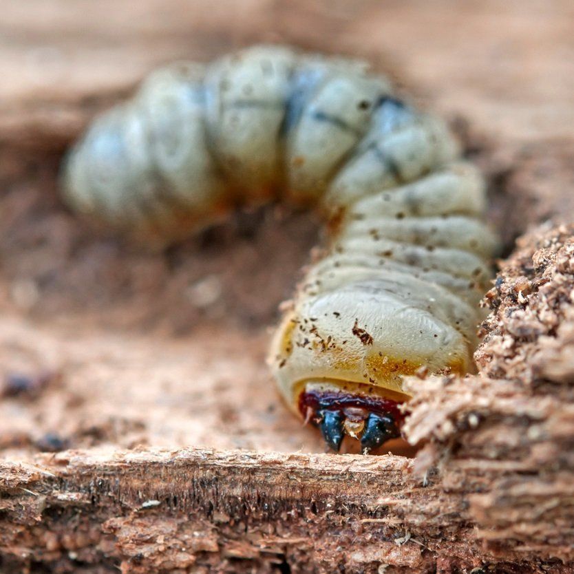 fumigar-termitas-carcoma