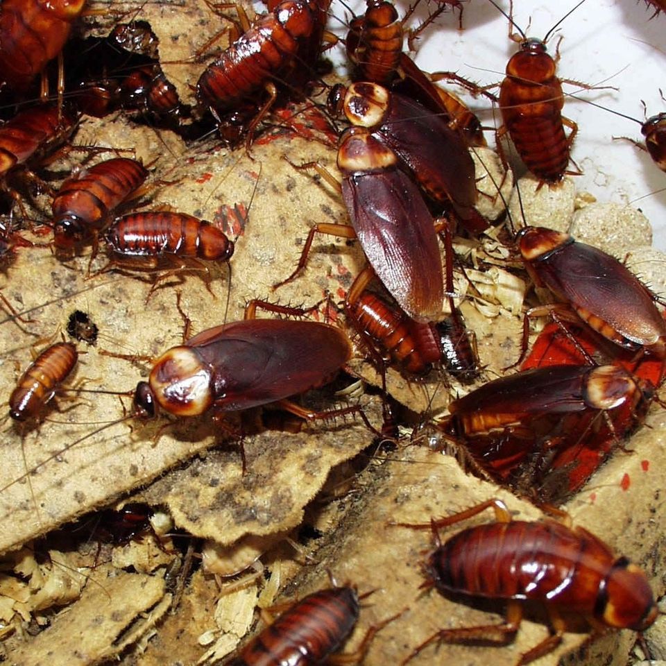 Eliminamos cucarachas de forma eficaz eliminar-cucarachas-barcelona