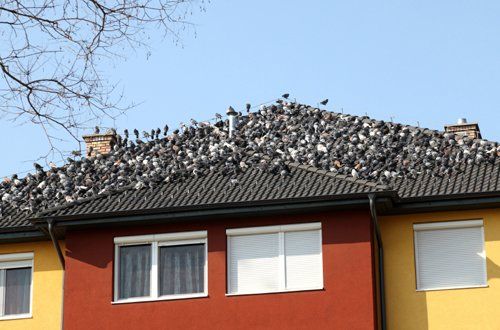 plagas-palomas-edificios