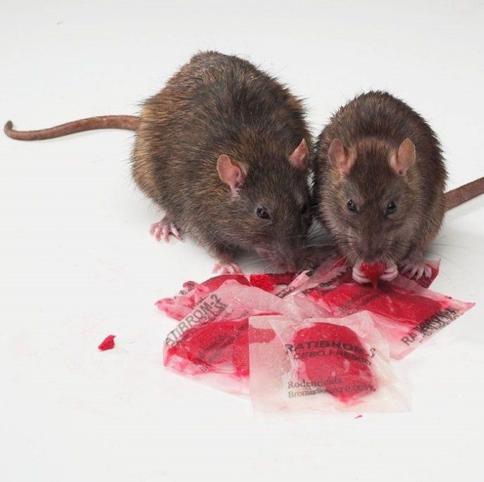 plagas-ratas-barcelona