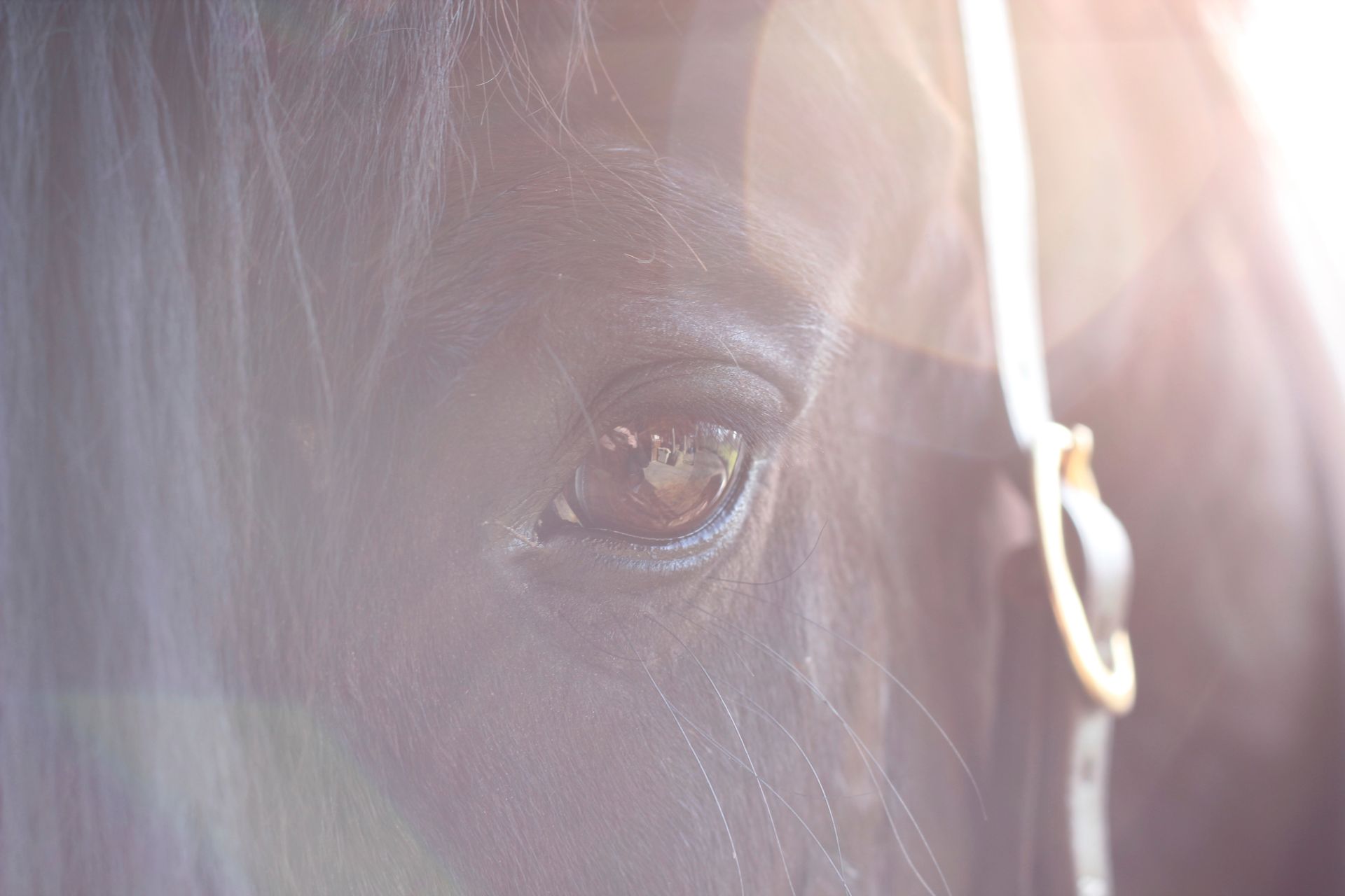 Ziele und Wünsche Pferdeauge Lichtspiel