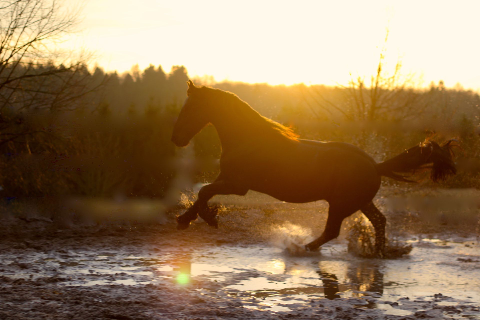 Werte Pferd galoppiert Sonnenuntergang