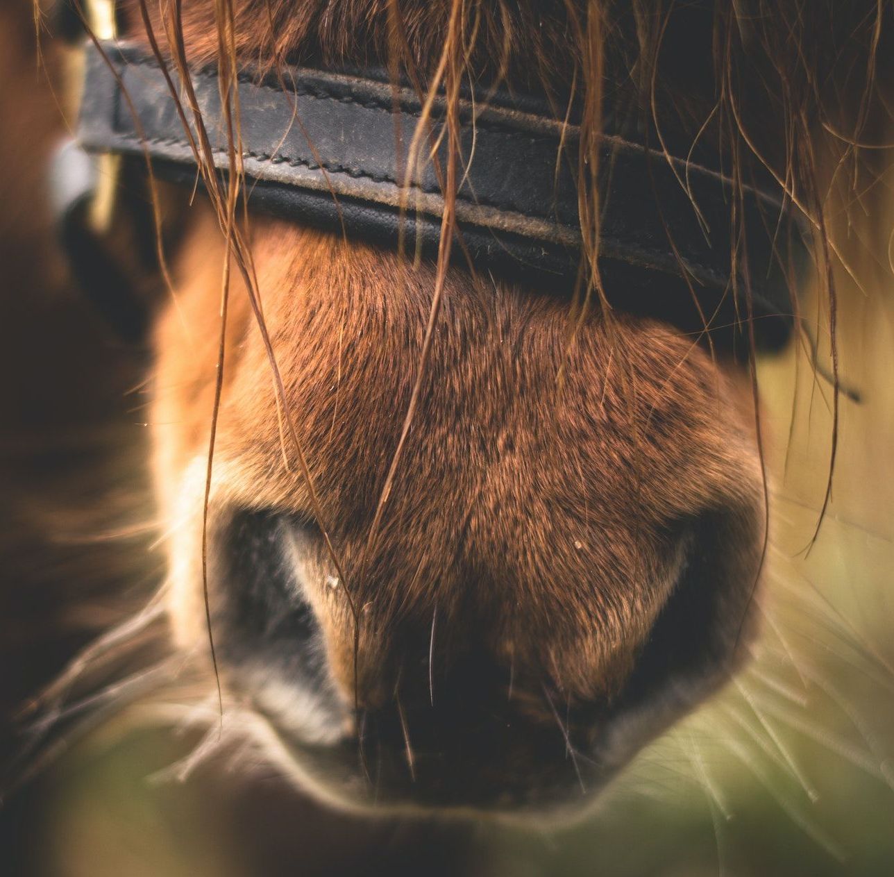 Creative Commons / Foto von Lum3n von Pexels: https://www.pexels.com/de-de/foto/nahaufnahme-der-pferdenase-282893/