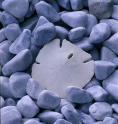 Sanddollar - das Symbol der Orhto-Bionomy Sanddollar ist das Symbol der Ortho-Bionmy von Arthur Lincoln Pauls ausgesucht