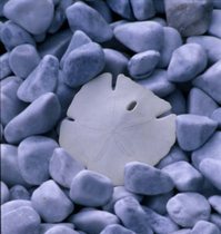 Sanddollar ist das Symbol der Ortho-Bionmy von Arthur Lincoln Pauls ausgesucht