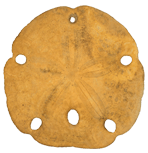 Sanddollar Sanddollar das Symbol der Ortho-Bionomy entwickelt von Arthur Lincoln Pauls