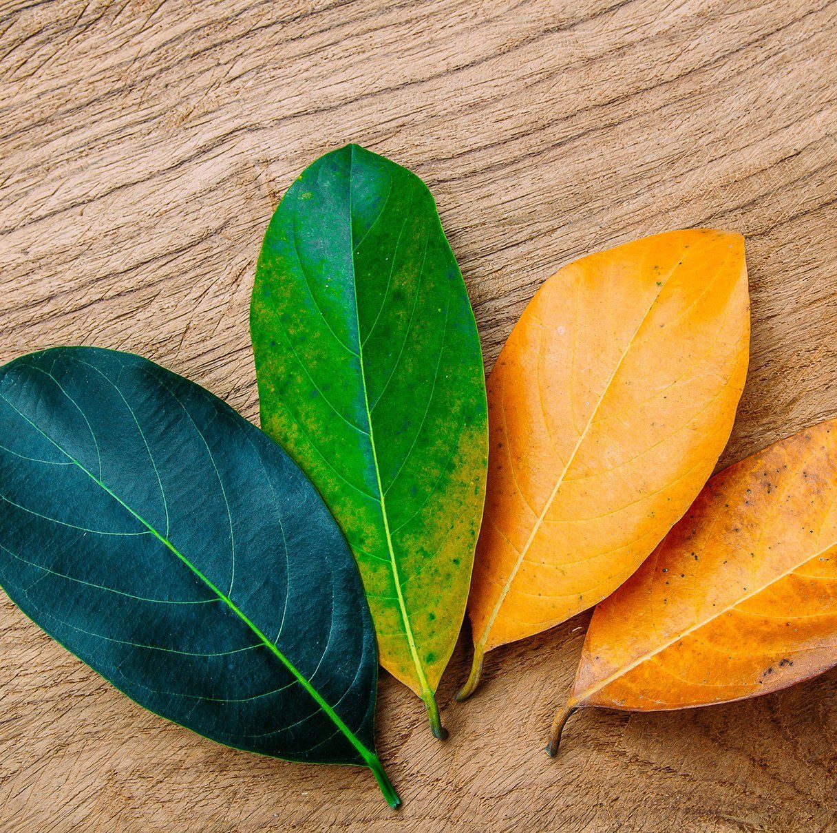 different colored leaves