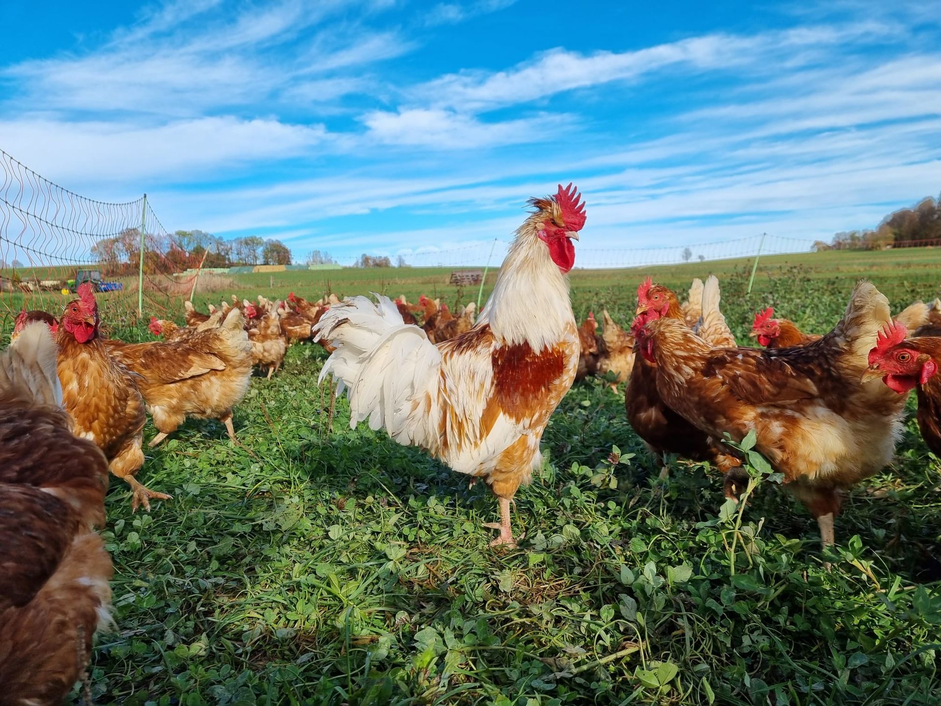 Nudeln Biolandhof Götz Böhringen