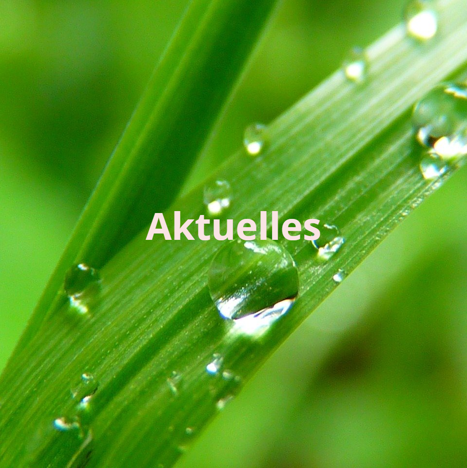 Was ist aktuell Blatt mit Tautropfen