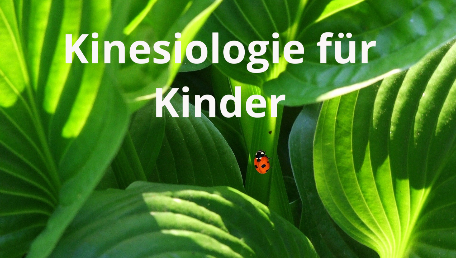 Kinesiologie unterstützt Kinder Marienkäfer auf Blatt