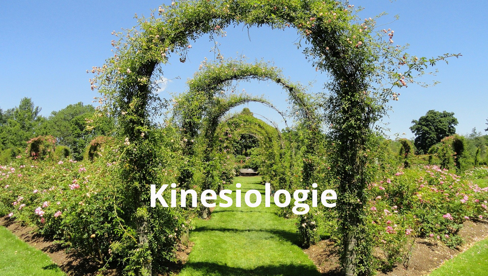 Was ist Kinesiologie? Rosenbogen