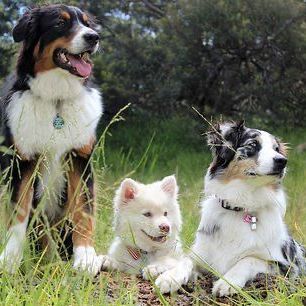 Drei Hunde sitzen und liegen im Gras