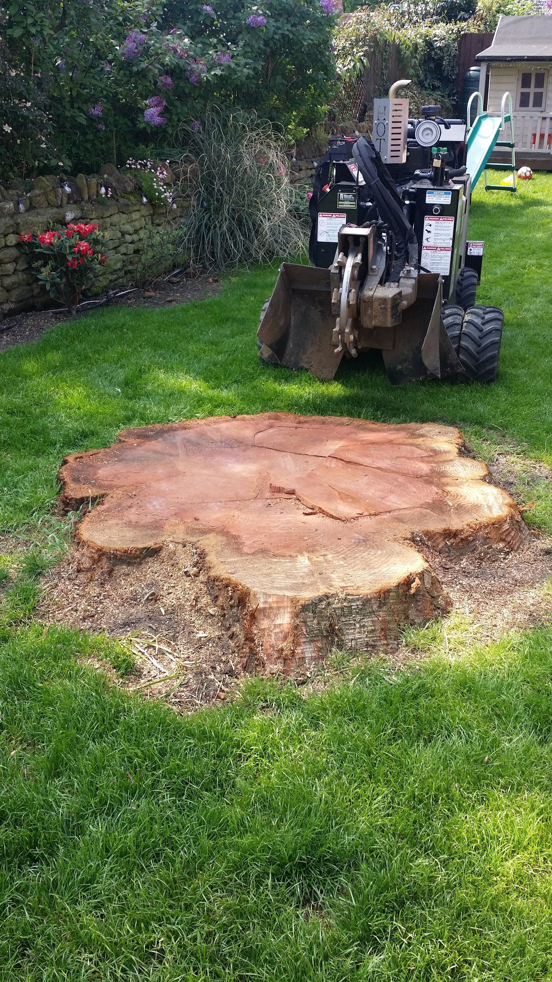 Large tree stump ready for removal