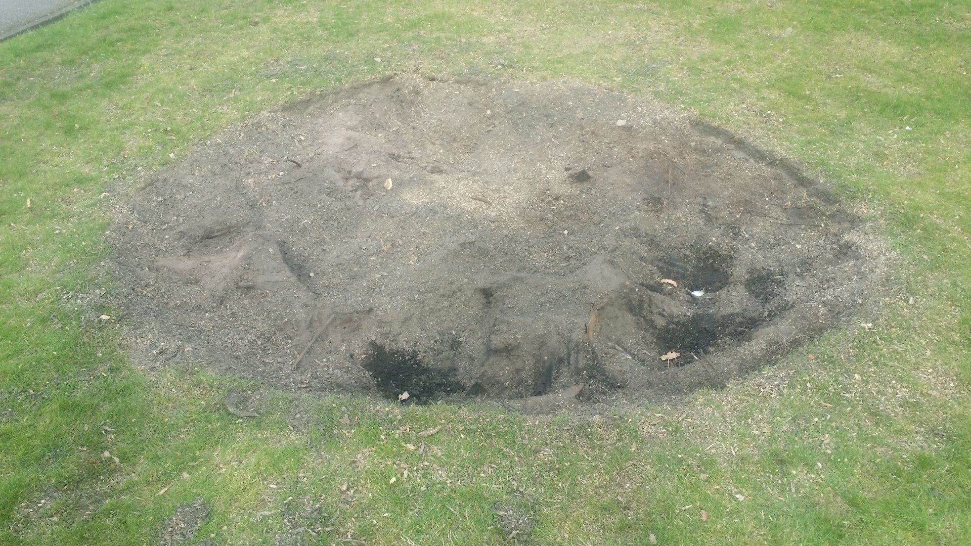 The start of a remedial Stump grinding job