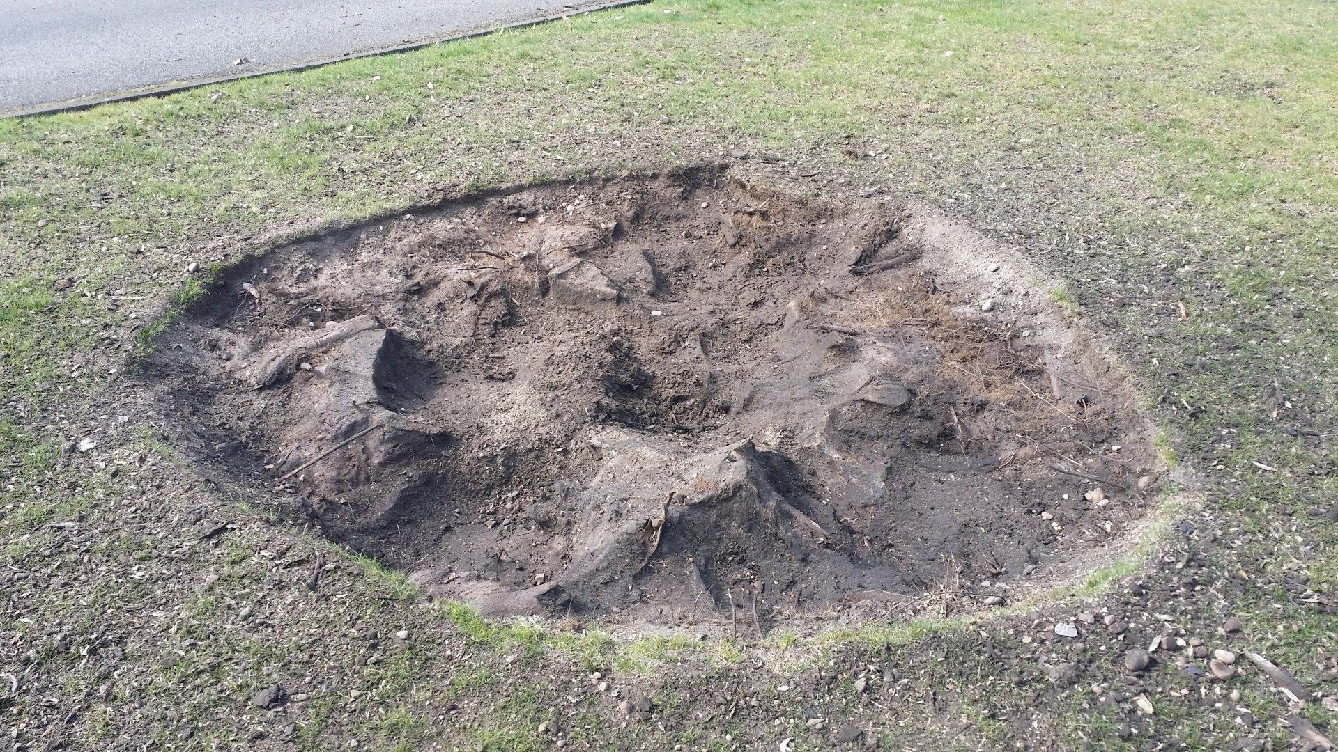 Stump cleaned with back pack blower ready for removal by Stump Beaver