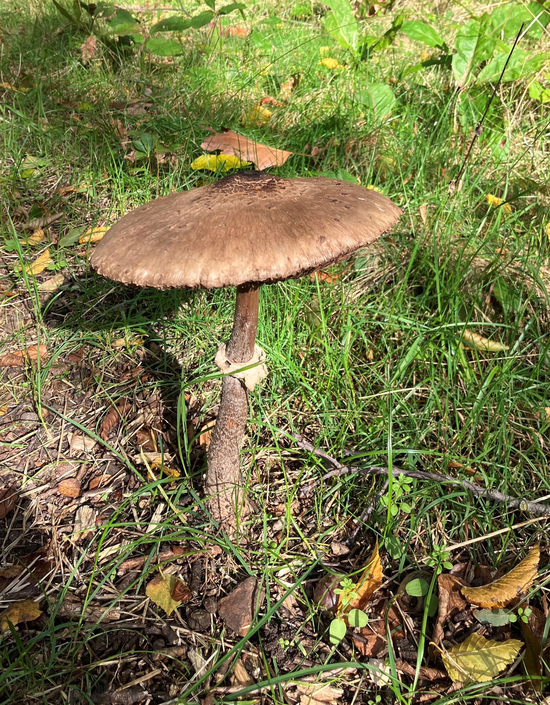 Ein Parasolpilz stehend auf einer Wiese.