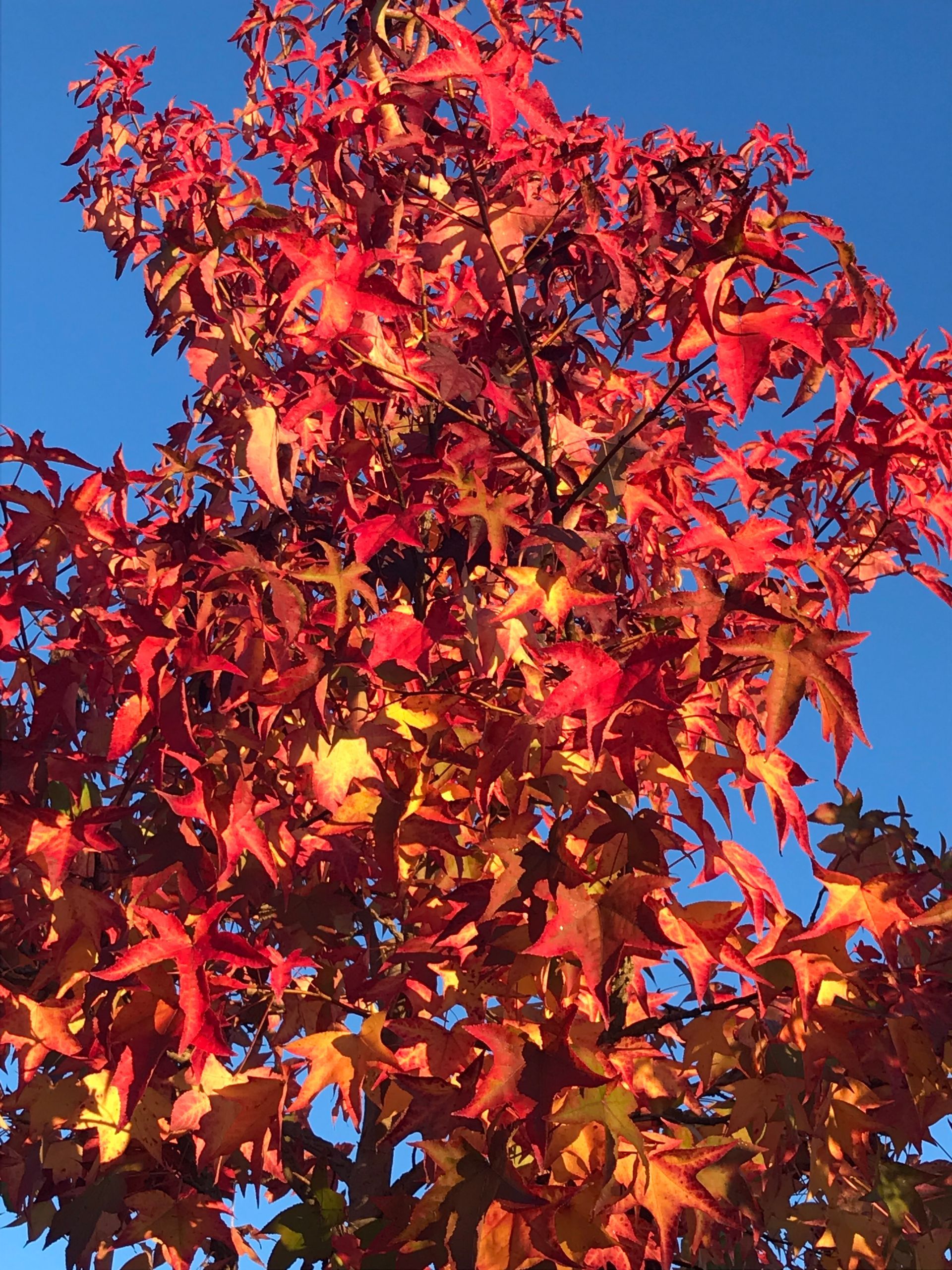 Rotgelbes Herbstlaub vom Amberbaum.