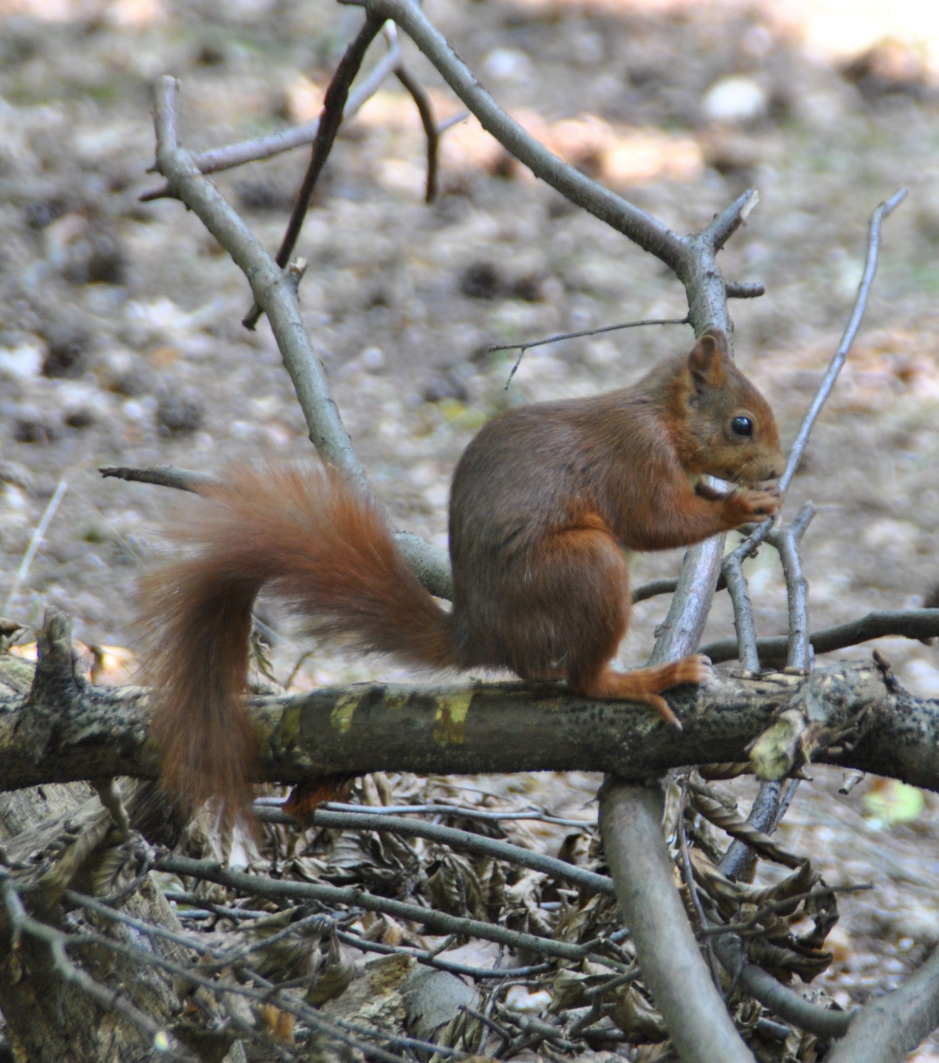 Ein Eichhoernchen sitzt auf einem Ast und knabbert an einer Nuss.