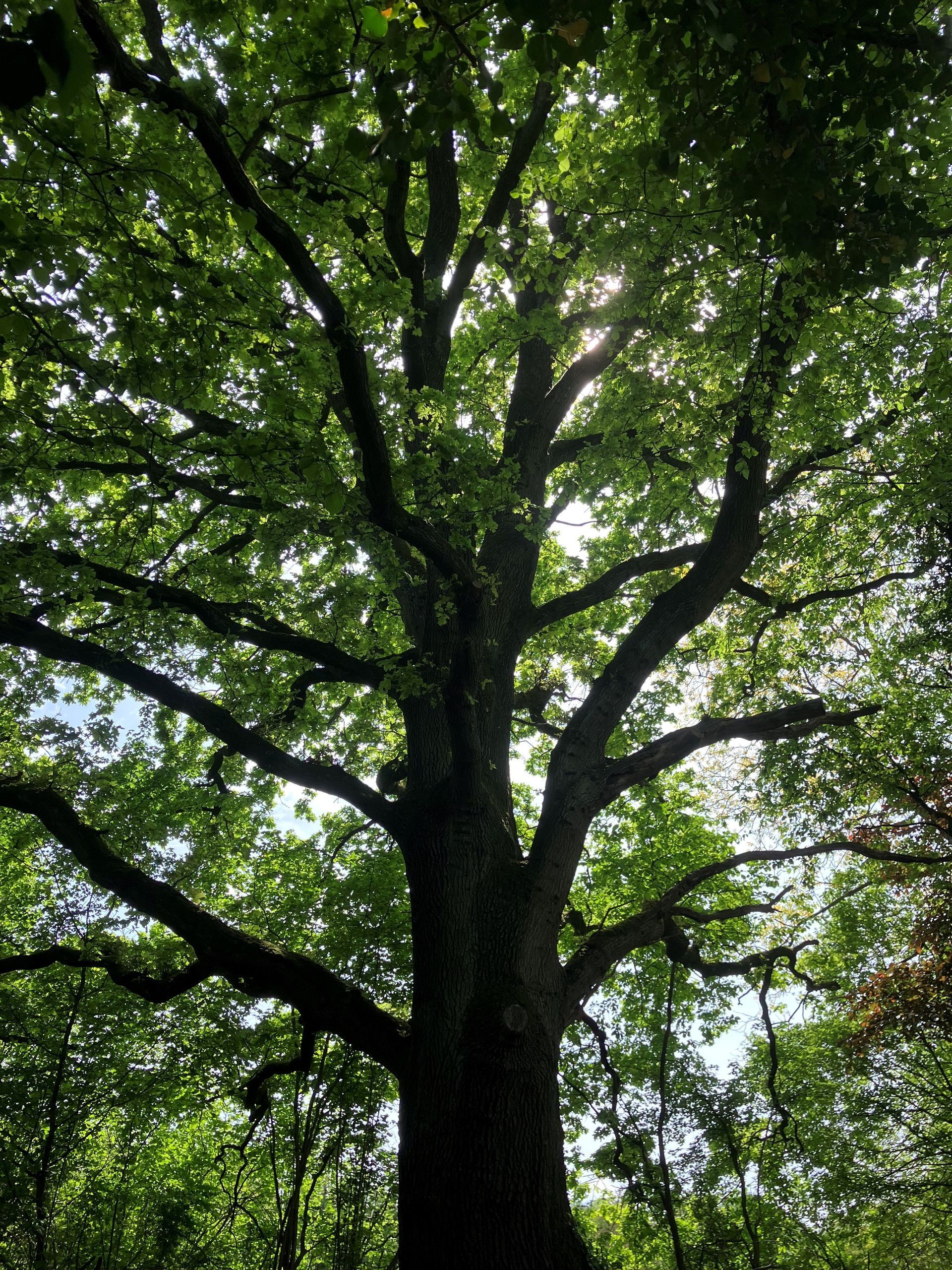 Ab in den Wald Waldpaedagogik Karlsruhe: Maechtige Eiche spendet Schatten