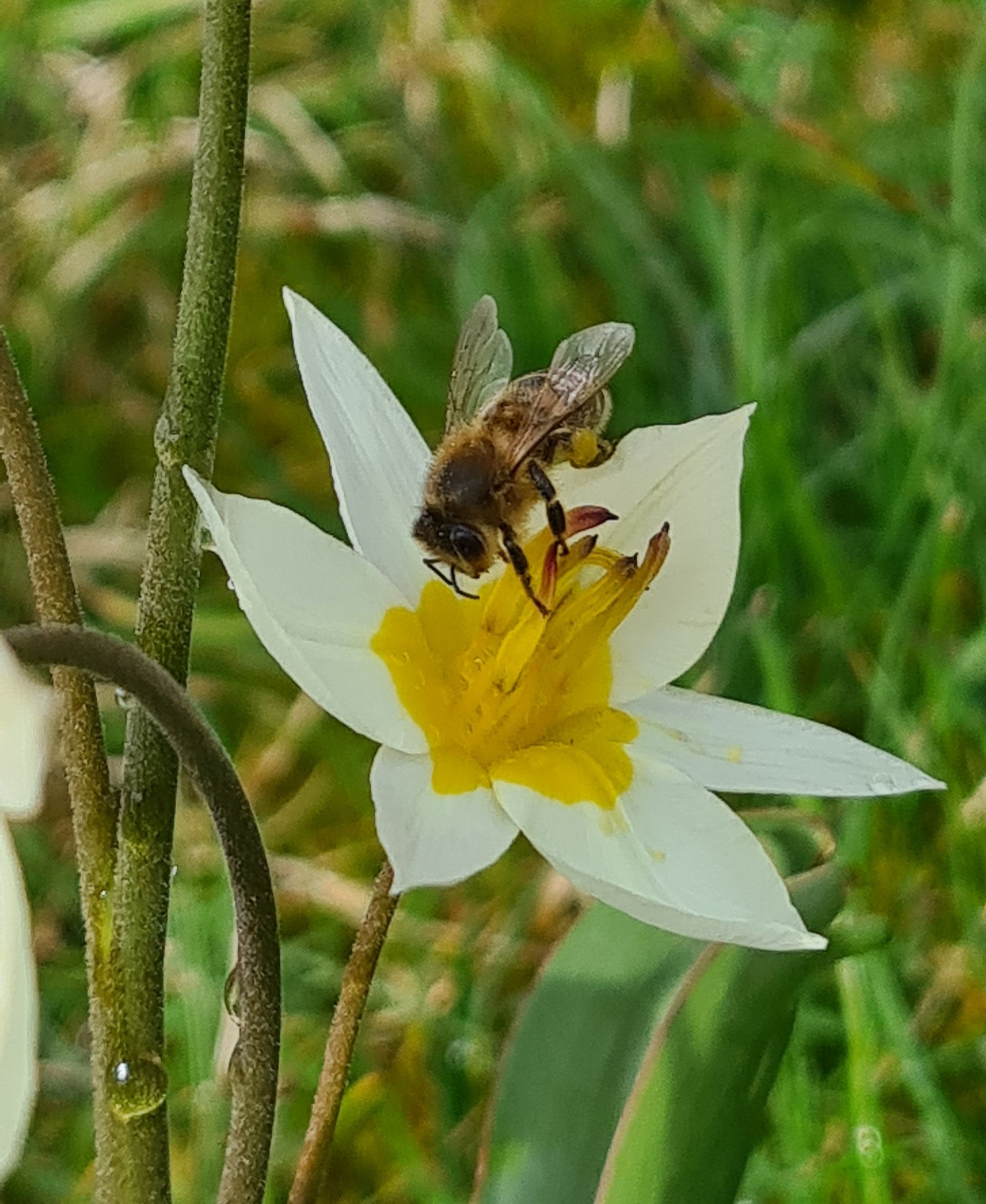 Eine Biene sucht Pollen auf der Bluete einer Tulpe.