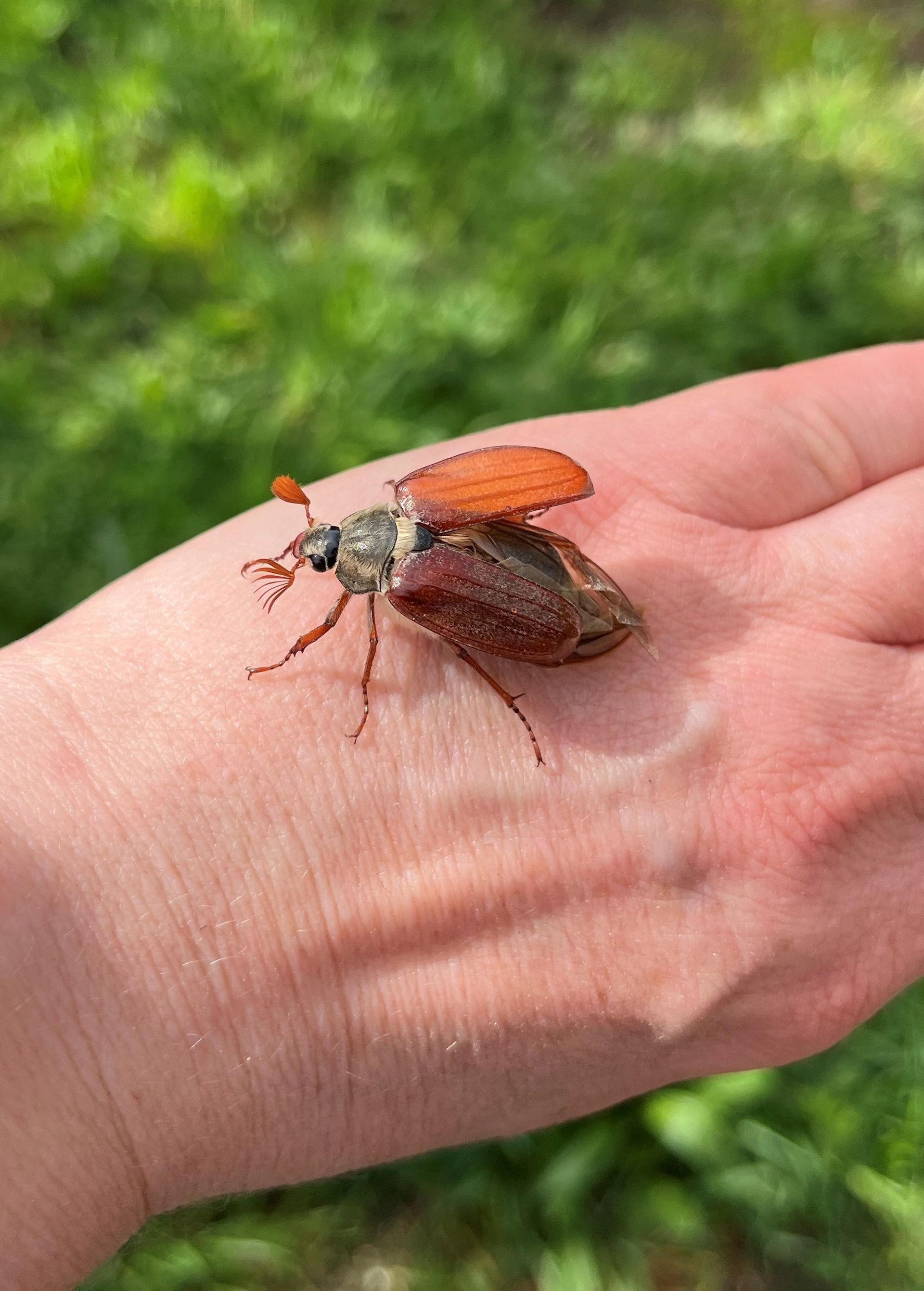 Ein Maikaefer sitzt auf einer Hand und startet mit dem Flug.